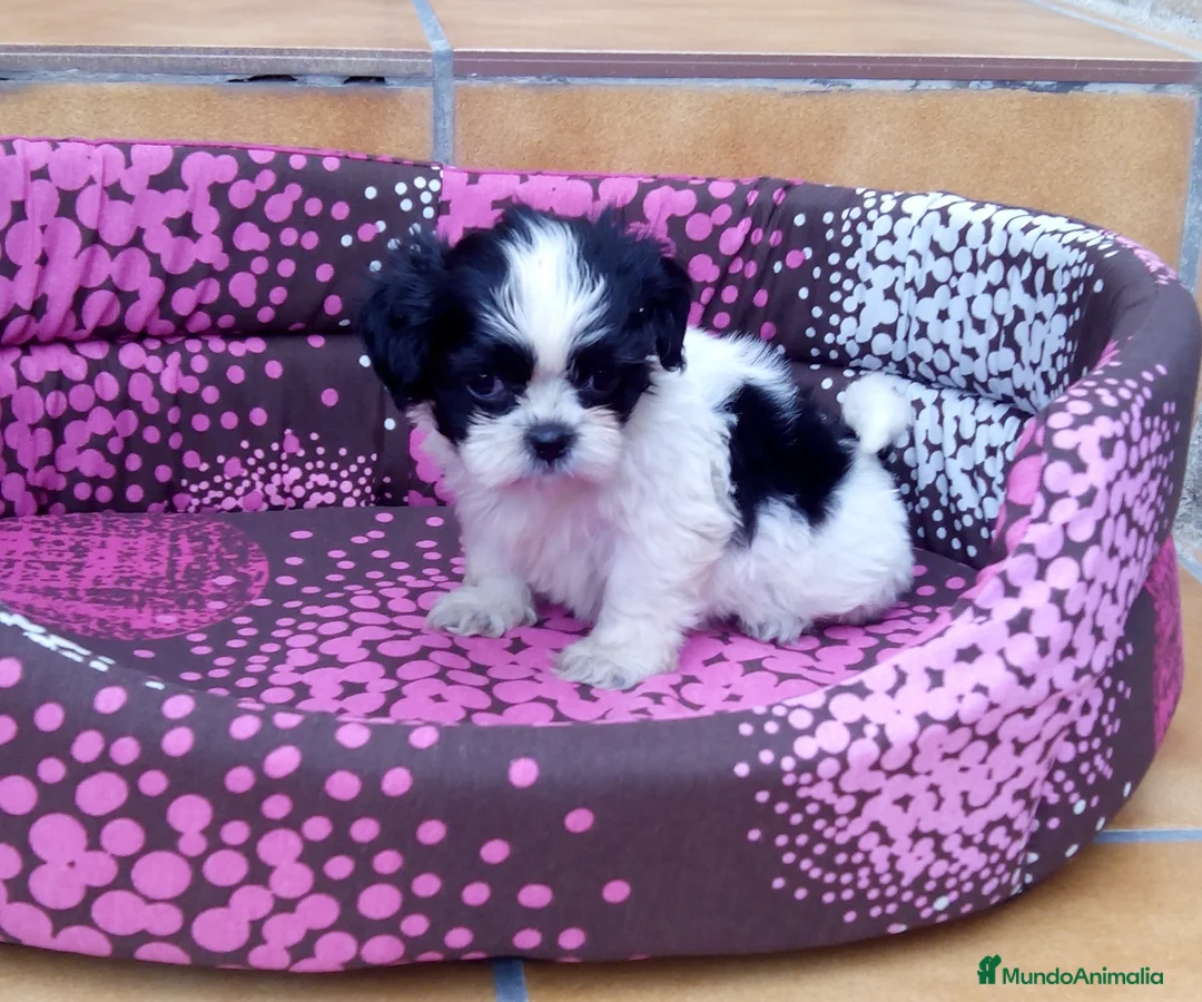 Shih Tzu perros en venta: Shihtzus preciosos en Barcelona - Anuncio 6