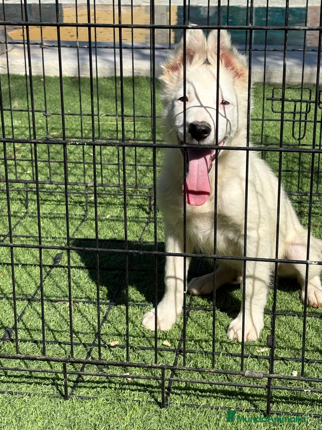 Border Collie perros en venta: Cachorro Border collie ojo azul  - Anuncio 1