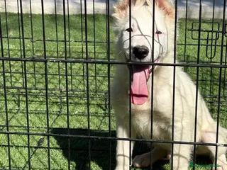 Border Collie perros Cachorro Border collie ojo azul - Anuncio 1