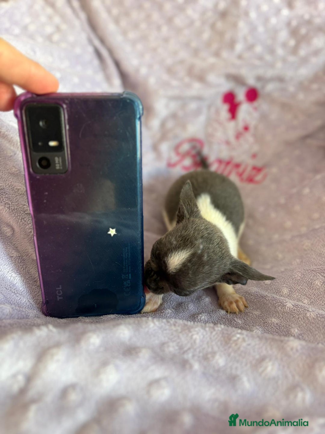 Chihuahua perros en venta: Chihuahua micro toy ruso - Imagen 8
