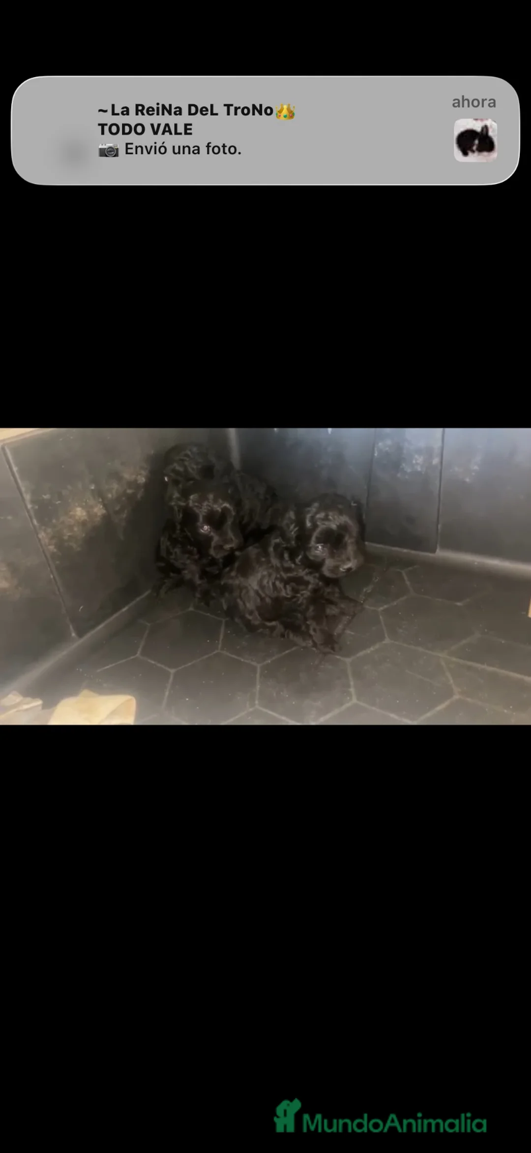 Caniche Toy perros en venta: Disponible preciosos caniches🐶🐾🔥 - Anuncio 2