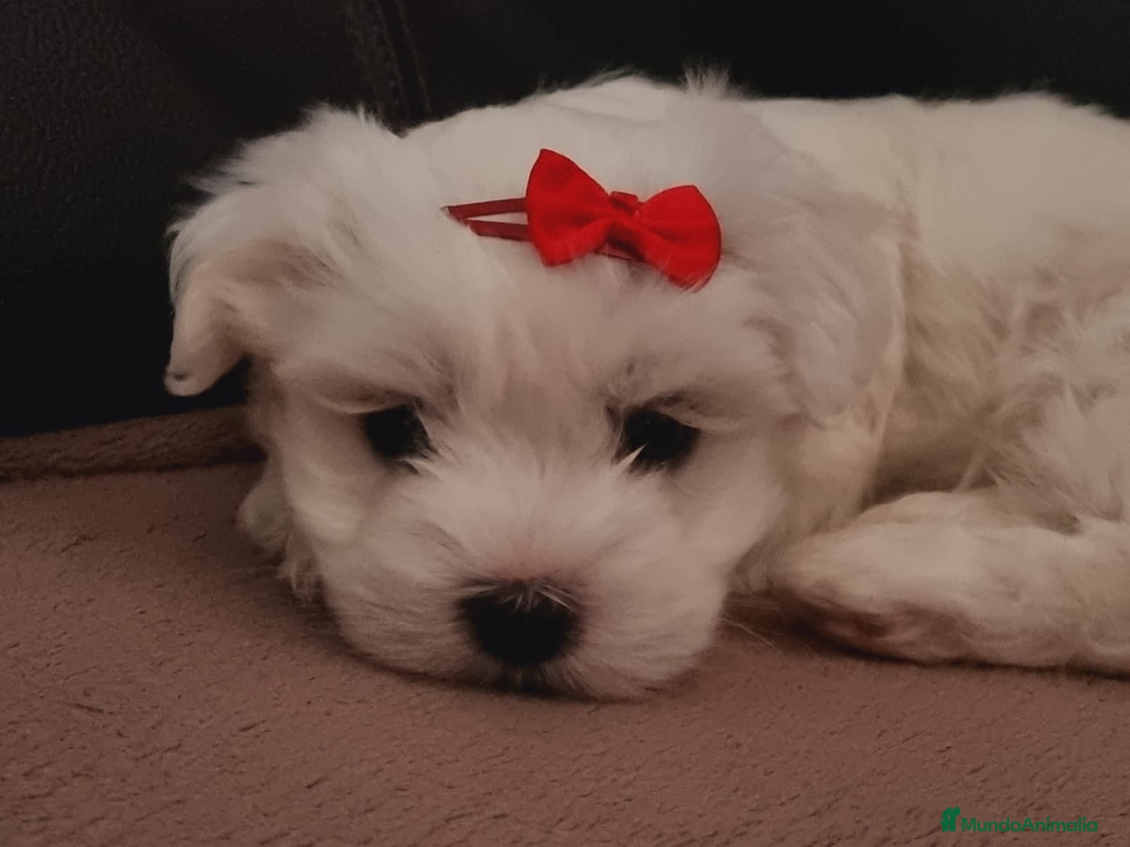 Bichón Maltés perros Bichón maltés  - Anuncio 7