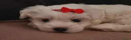 Bichón Maltés perros en venta: Bichón maltés  - Anuncio 1