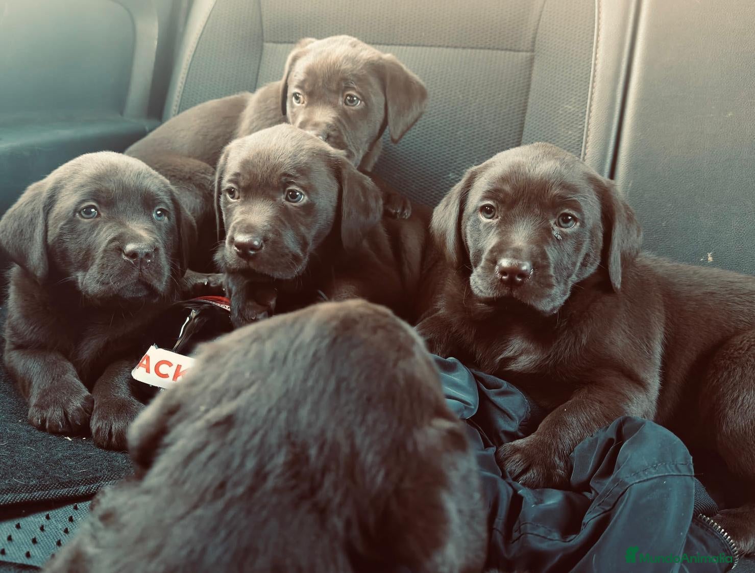 Labrador Retriever perros en venta: Labrador Retriever - Anuncio 6