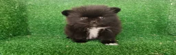 Pomerania perros en venta: pomerania - Anuncio 8