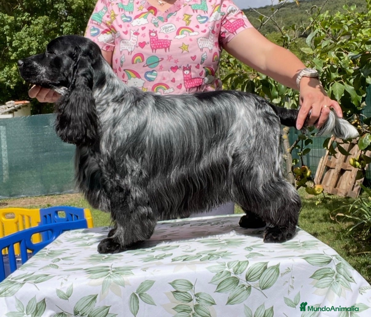 Cocker Spaniel Inglés perros Preciosa cachorrita cocker spaniel inglés  - Anuncio 2