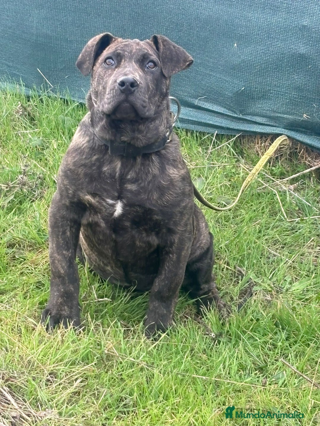 Presa Canario perros en venta: Presa canario de trabajo  - Anuncio 2