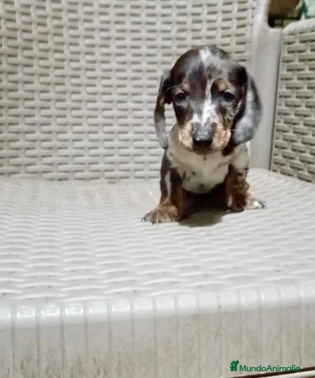 Teckel Miniatura perros en venta: Teckel mini - Anuncio 1