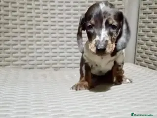 Teckel Miniatura perros Teckel mini - Anuncio 1