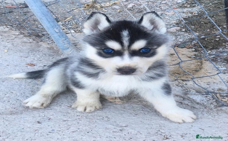 Husky Siberiano perros - Anuncio 2