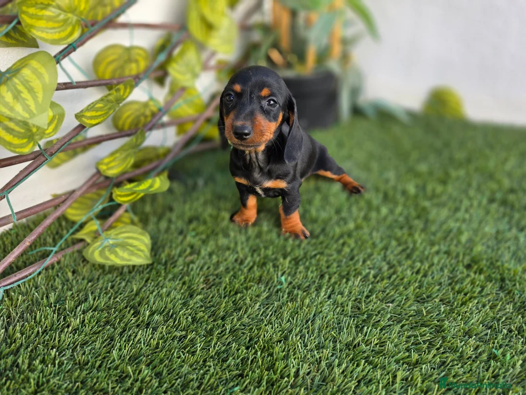 Teckel perros en venta: TECKEL KANNINCHEN - Anuncio 4