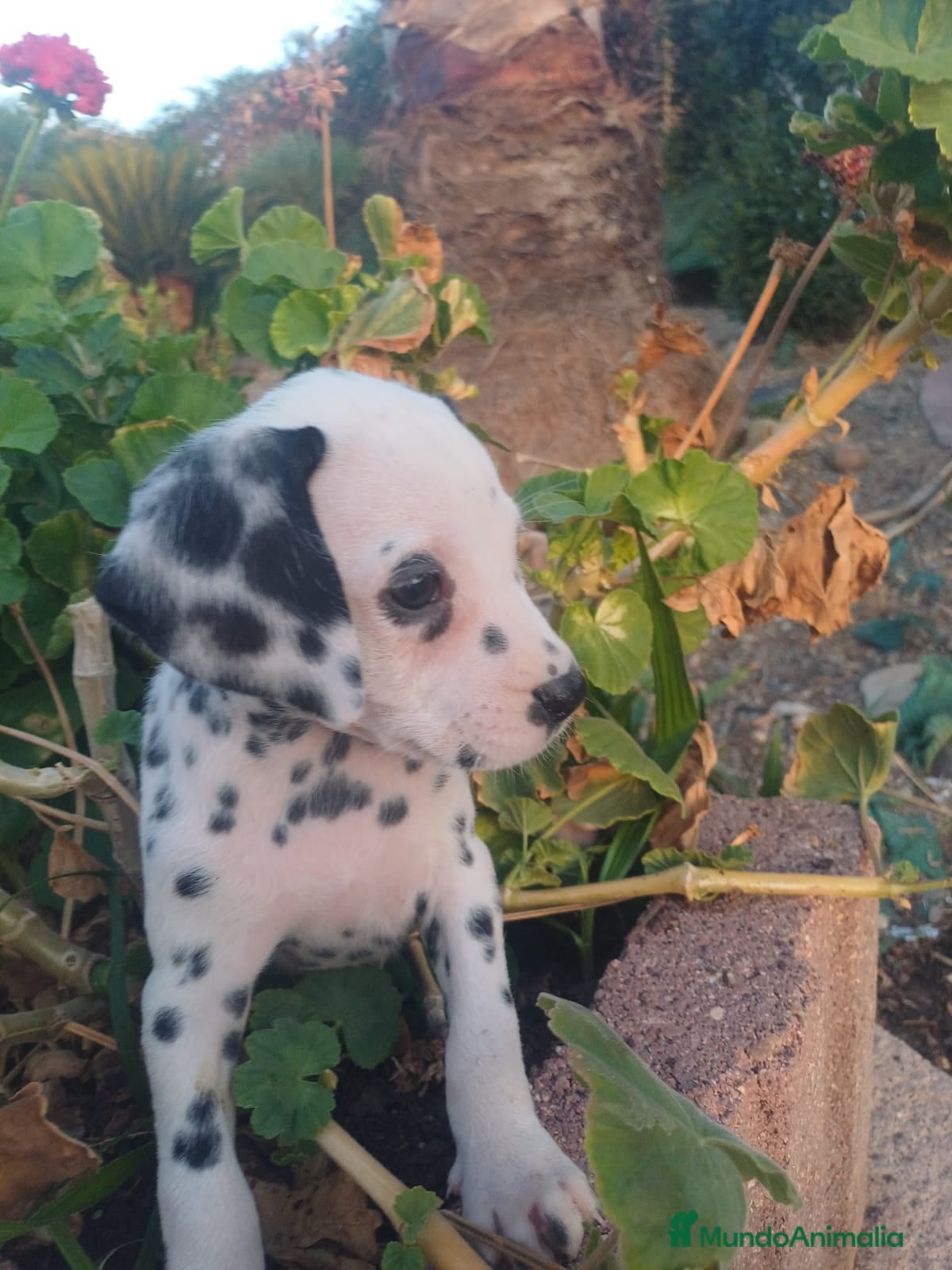 Dálmata perros Dalmata  - Anuncio 1