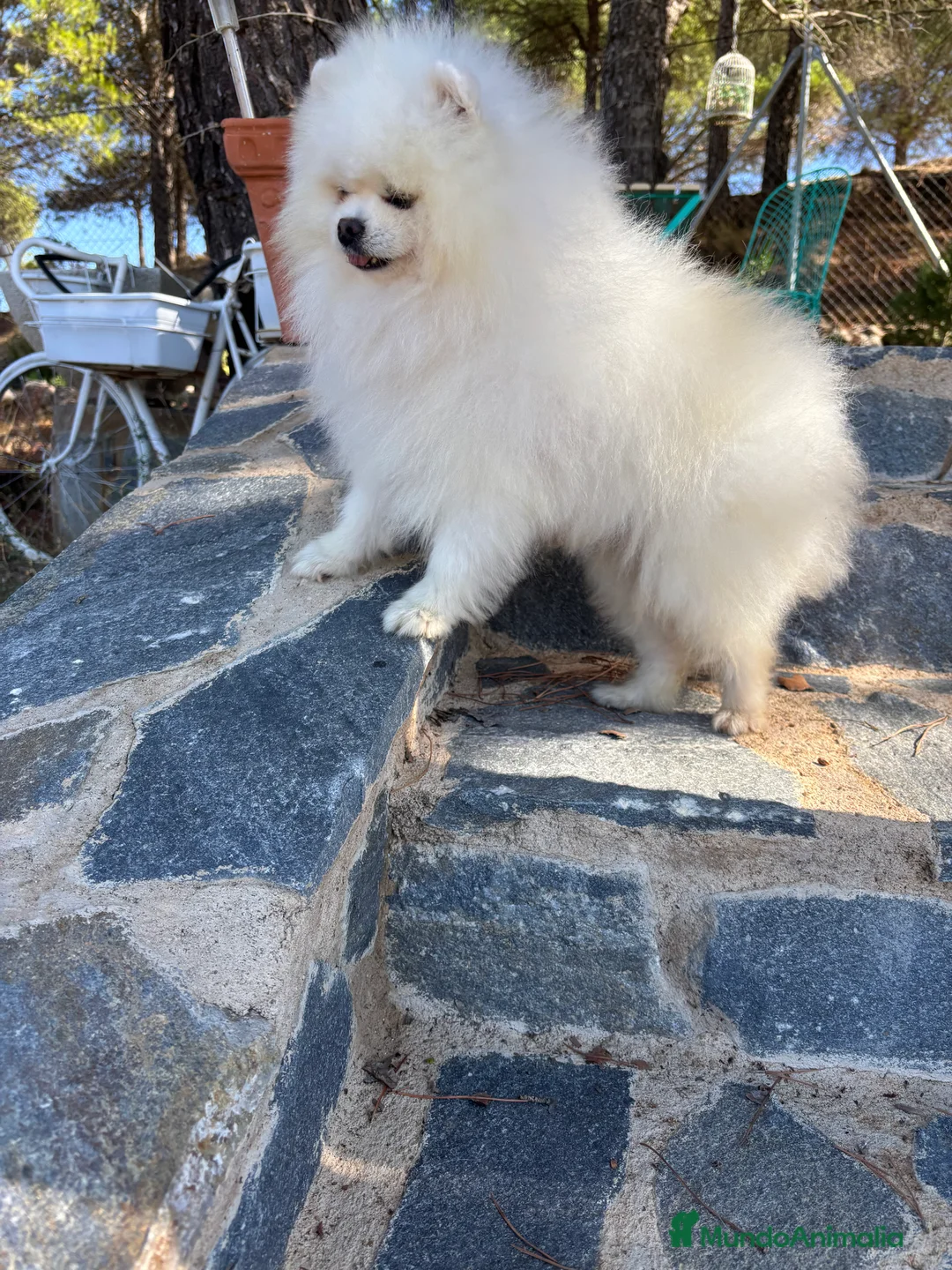 Pomerania perros en venta: Pomerania (lulu de Pomerania )  - Anuncio 3