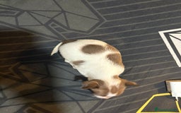 Chihuahua perros en venta: Chihuahua toy linea rusa  - Imagen 3