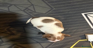 Chihuahua perros - Anuncio 14