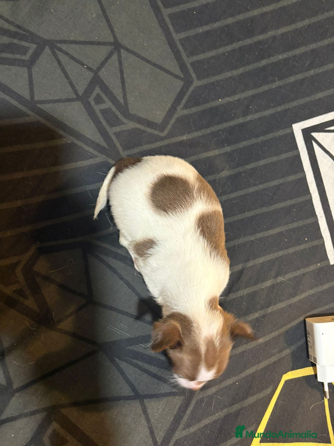 Chihuahua perros en venta: Chihuahua toy linea rusa  - Imagen 3