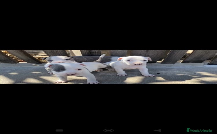 American Staffordshire-Terrier perros - Anuncio 1