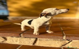 Jack Russell Terrier perros en venta: Cachorros de Jack russell  - Anuncio 30