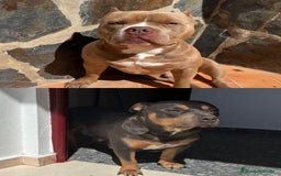American Bully perros en venta: American bully pocket  - Imagen 6