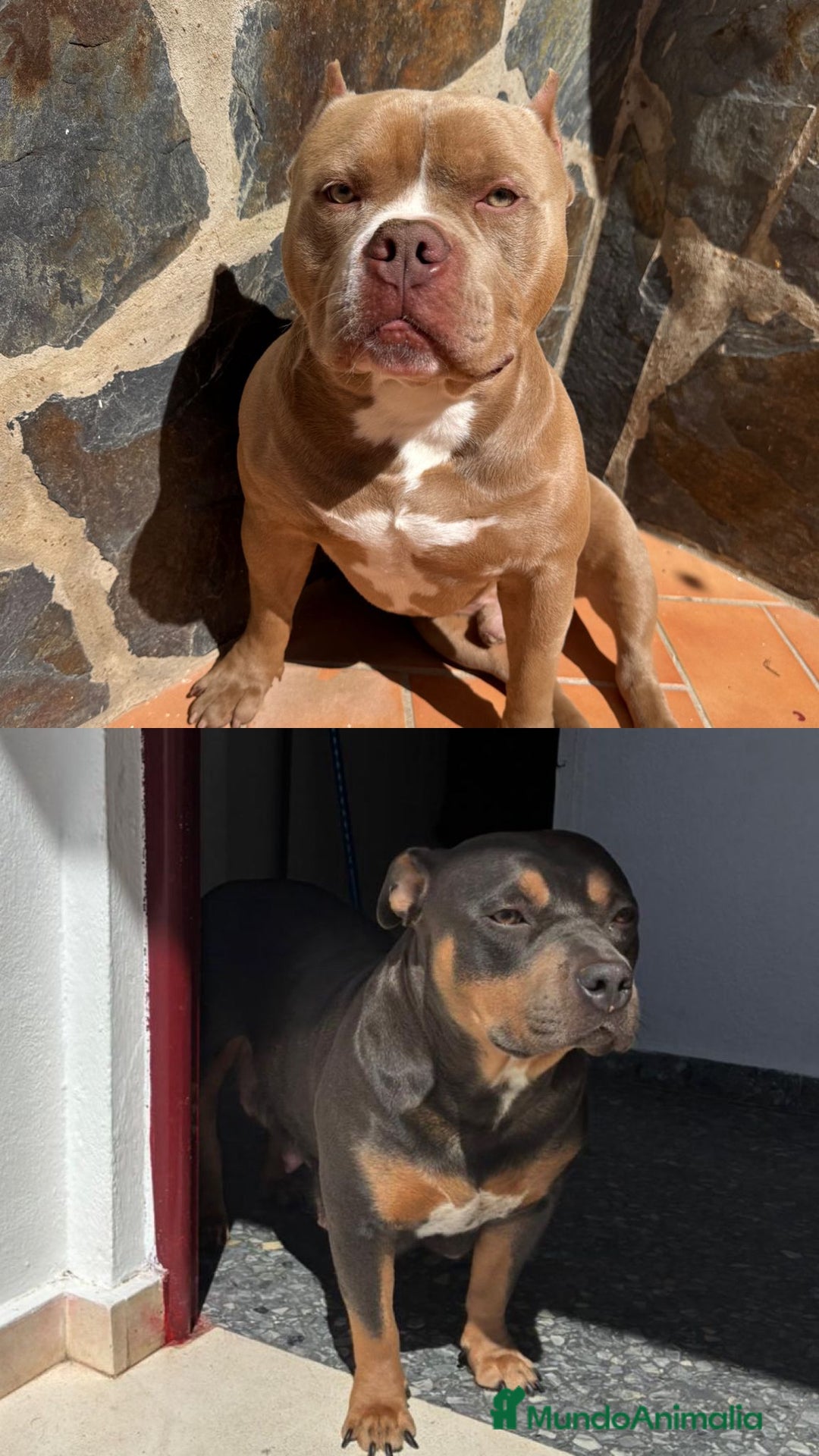 American Bully perros en venta: American bully pocket  - Imagen 6