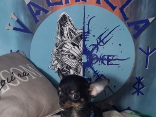 Chihuahua perros - Anuncio 7