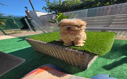 Maltipoo perros en venta: Maltipoo divinos  - Imagen 5