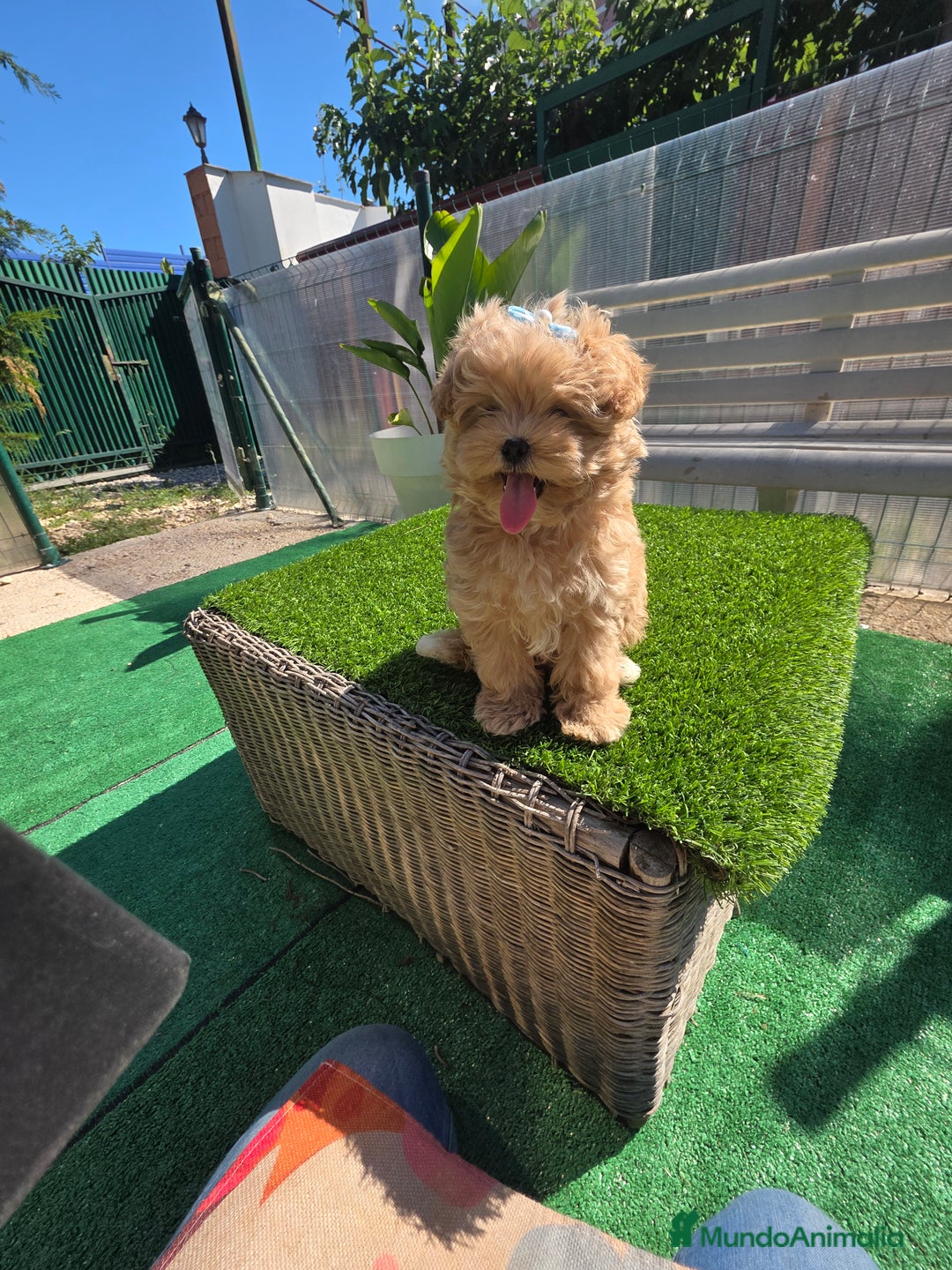 Maltipoo perros en venta: Maltipoo divinos  - Imagen 5