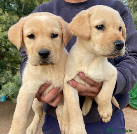 Labrador Retriever perros en Badajoz - Anuncio 19