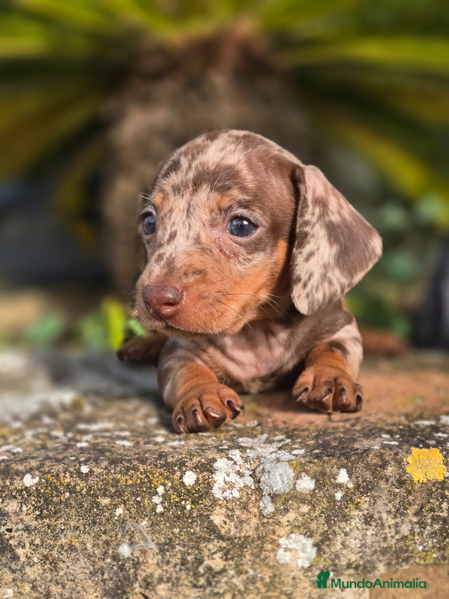 Teckel Miniatura perros Teckel arlequin chocolate  - Anuncio 1