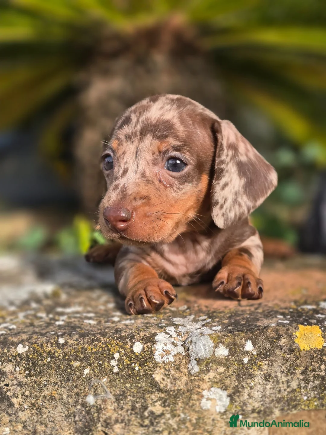 Teckel Miniatura perros en venta: Teckel arlequin chocolate  - Anuncio 1