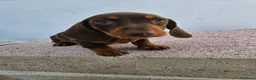 Teckel perros en venta: Teckel kanichen precio real - Anuncio 4
