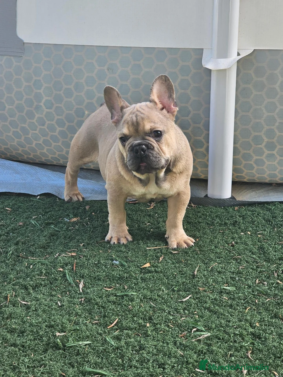 Bulldog Francés perros en venta: Precioso bulldog francés  - Anuncio 2