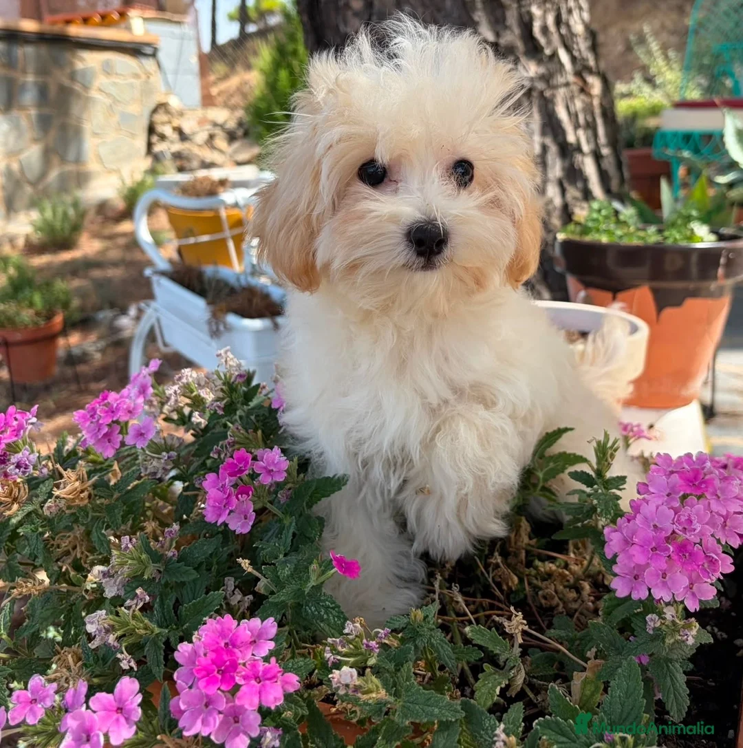 Maltipoo perros en venta: Maltipoo toy listo para entregar !!! - Anuncio 7