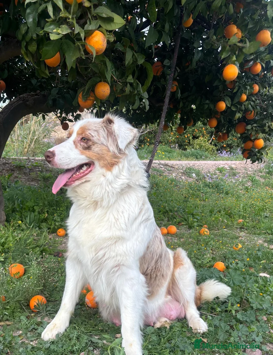 Pastor Australiano perros en venta: PASTOR AUSTRALIANO  - Anuncio 1