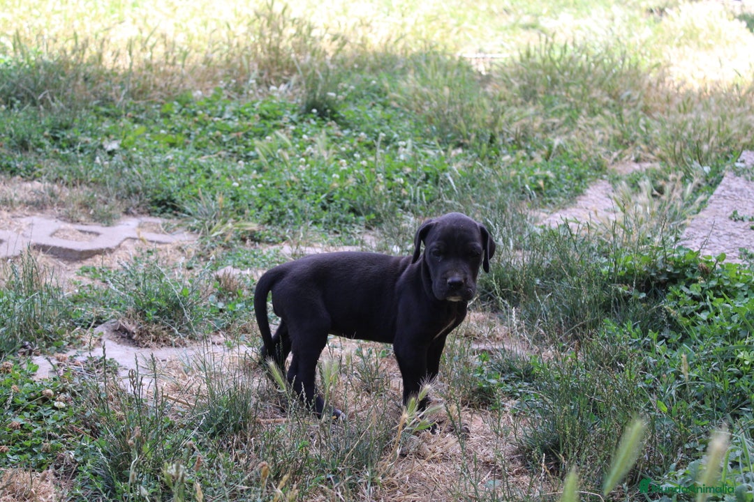 Dogo Alemán perros en venta: Dogo alemán/ gran danés  - Imagen 2