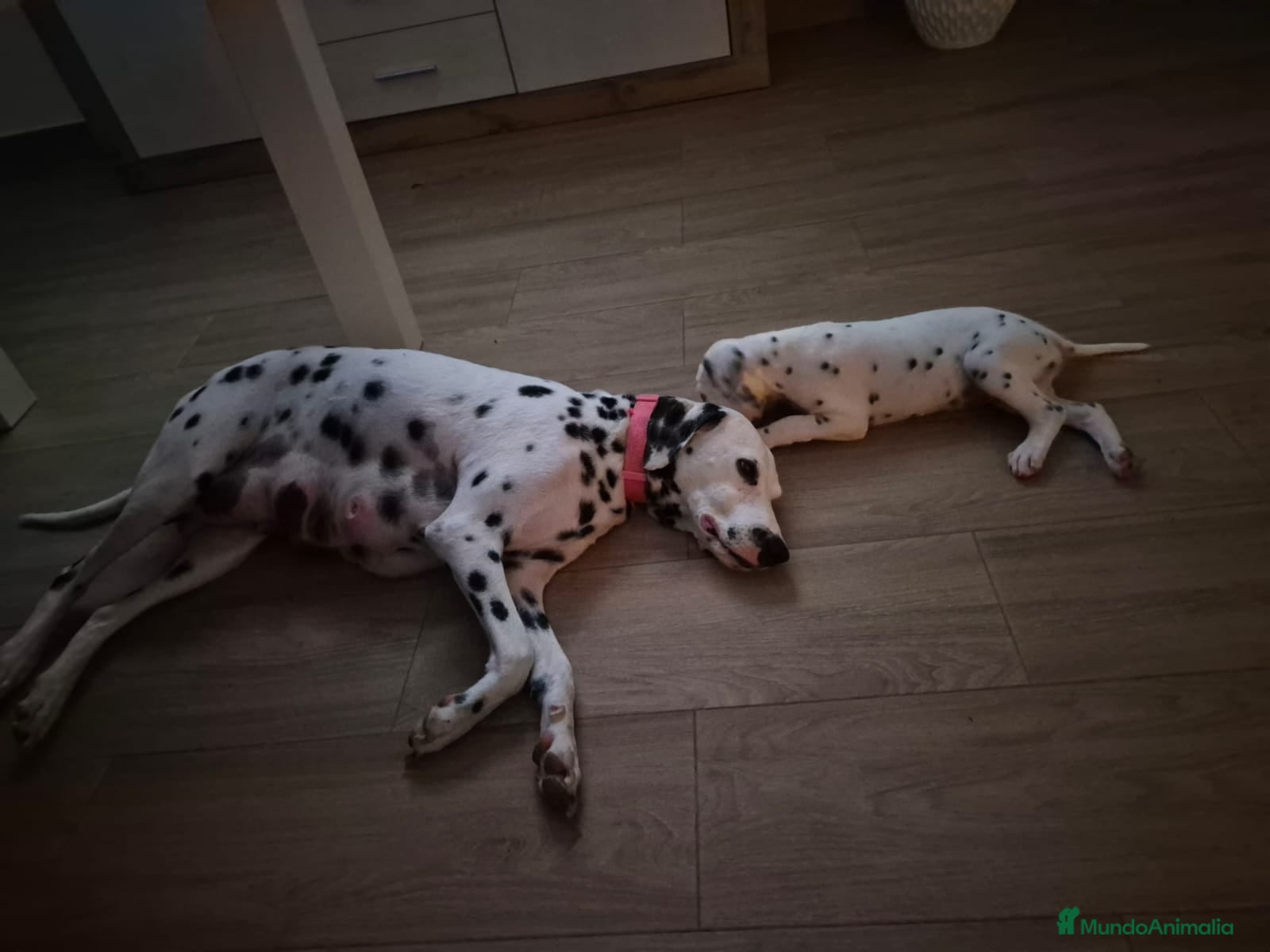 Dálmata perros Dalmata disponible  - Anuncio 1