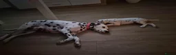 Dálmata perros en venta: Dalmata disponible  - Anuncio 1