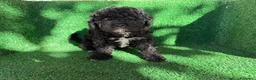 Perro de Agua Español perros en venta: perro de agua  - Anuncio 6
