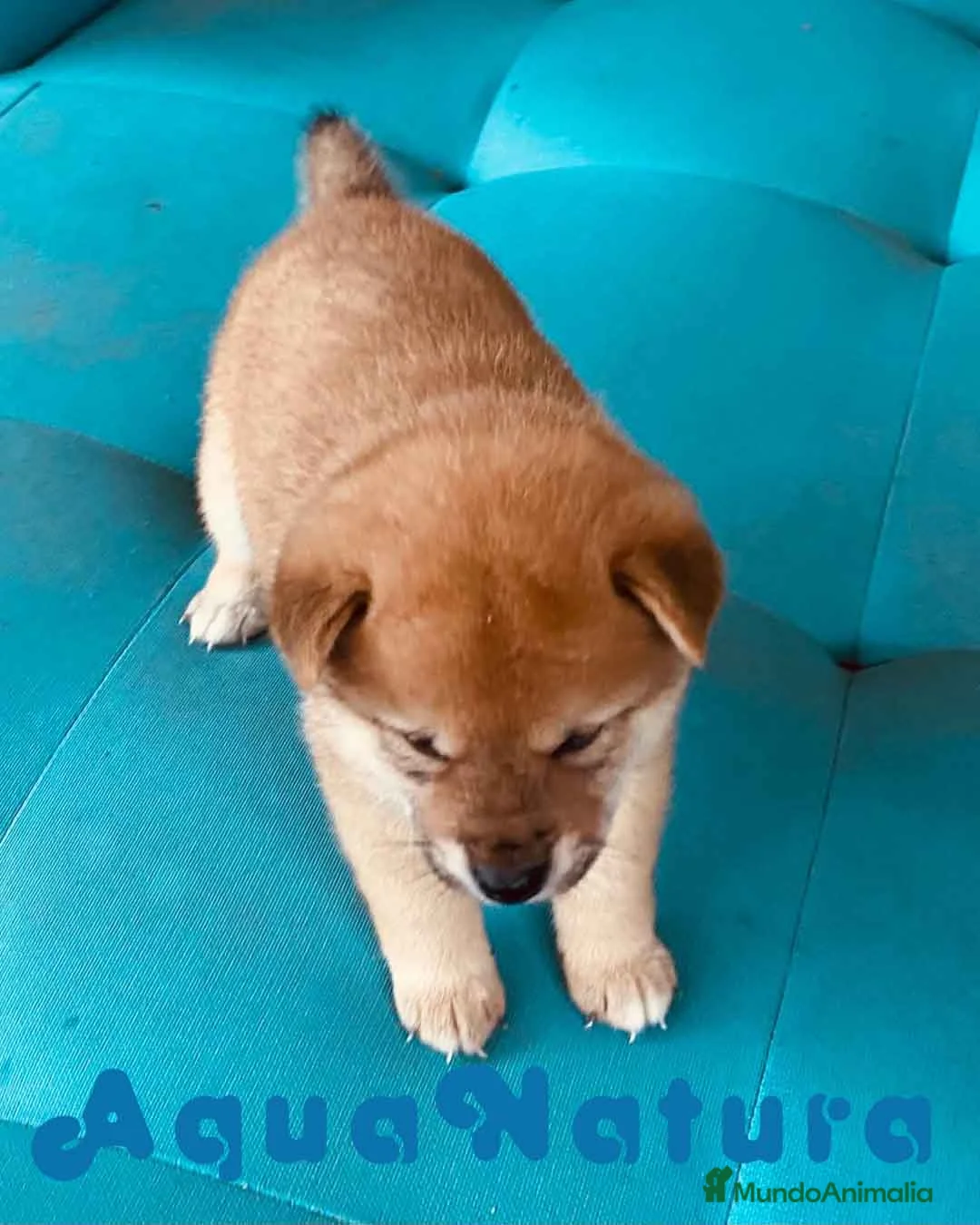 Shiba Inu perros en venta: Shiba Inu Hembra 3 de Magy - AQUANATURA en Barcelona - Anuncio 4