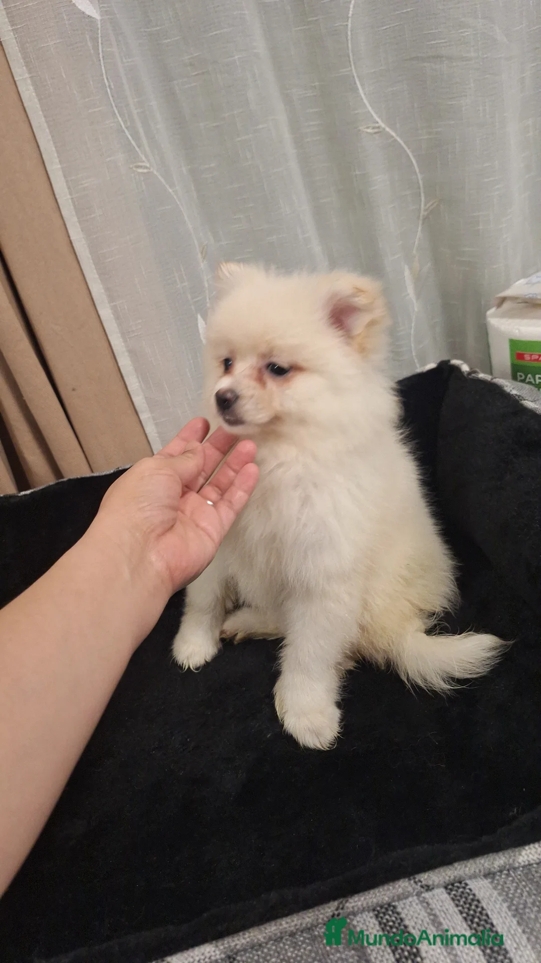 Pomerania perros en venta: Pomerania  - Anuncio 4