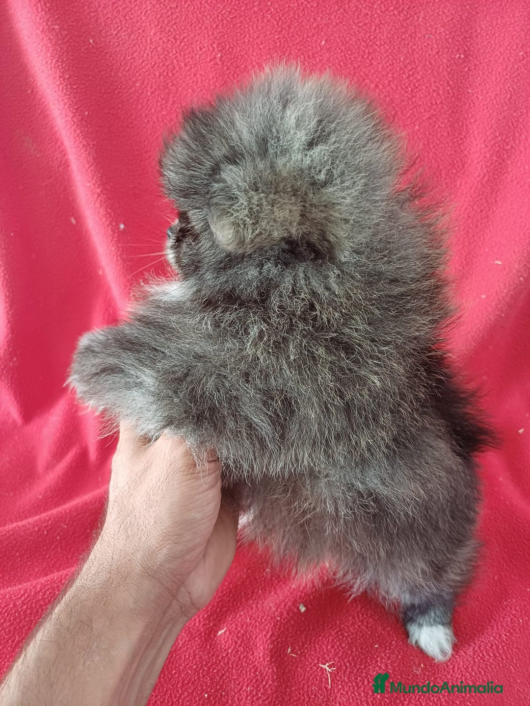 Pomerania perros en venta: Pomerania Mini  - Imagen 2
