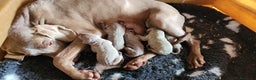 Weimaraner perros en venta: Braco de weimar hembra - Anuncio 9