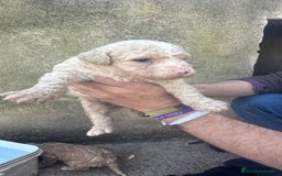 Perro de Agua Español perros en venta: PERRO DE AGUA ESPAÑOL - Anuncio 7