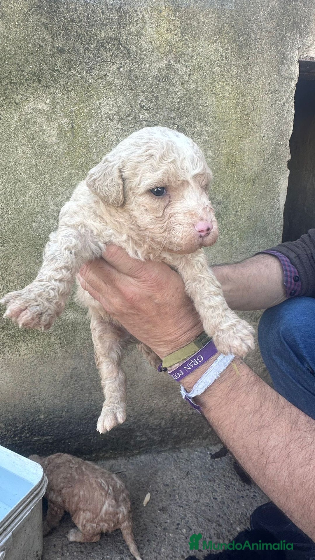 Perro de Agua Español perros en venta: PERRO DE AGUA ESPAÑOL - Anuncio 7