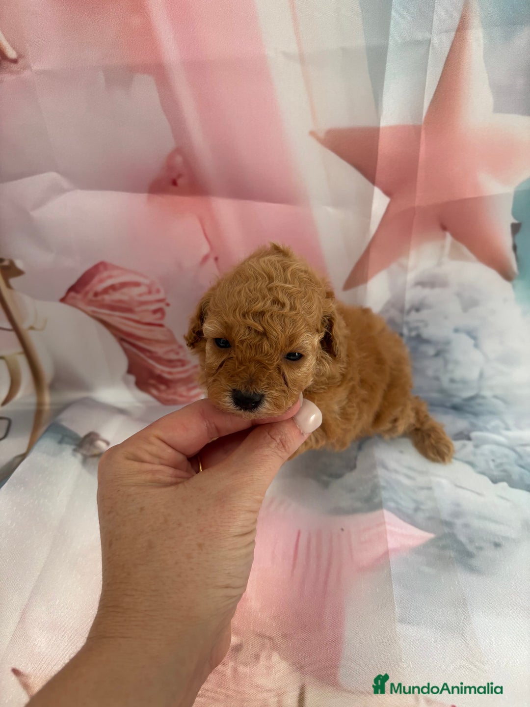 Caniche Toy perros en venta: Caniche toy Apricot  - Anuncio 4