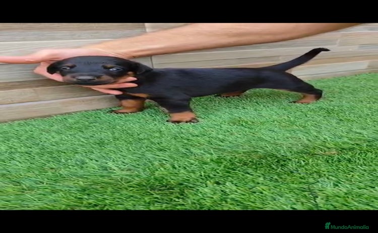 Dobermann perros - Anuncio 1