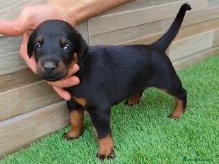 Dobermann perros - Anuncio 5
