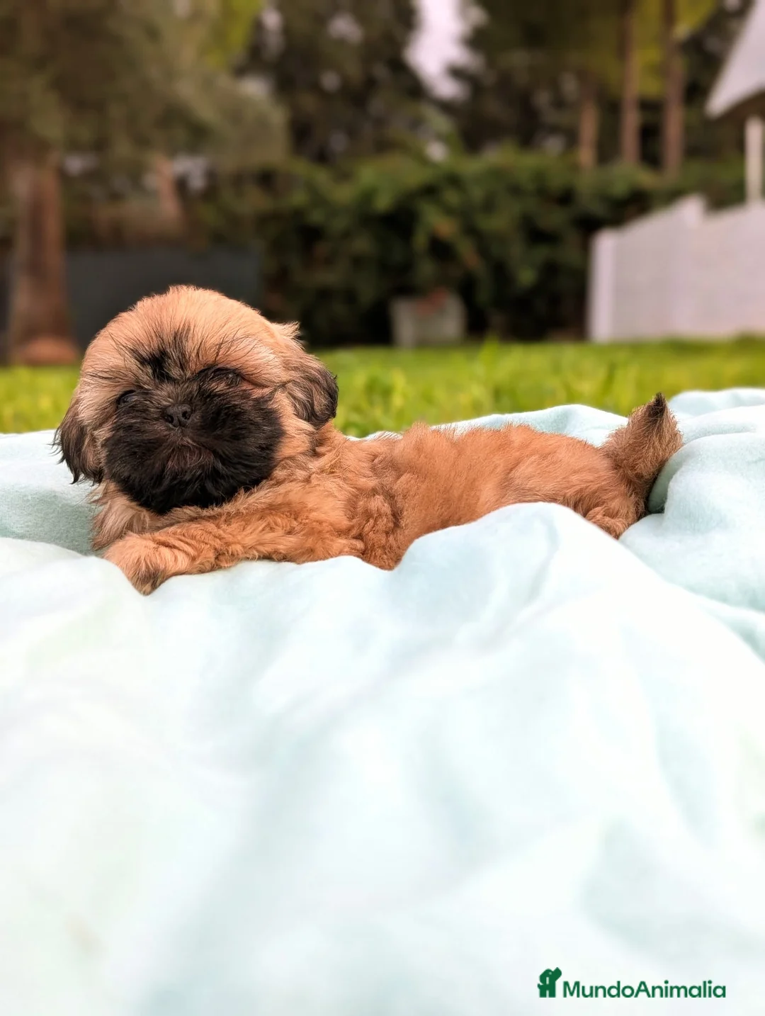 Shih Tzu perros en venta: Shih tzu - Anuncio 10