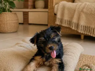 Yorkshire Terrier perros Niños de Yorkshire Terrier🩵 - Anuncio 2