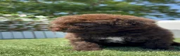 Perro de Agua Español perros en venta: PERRO DE AGUA ESPAÑOL - Anuncio 20
